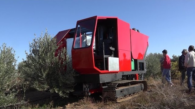 Olives are harvested in record time with a special machine in Massara (video)